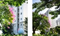SẮC TÍM BẰNG LĂNG NGHIÊNG MÌNH BÊN WEST SKY